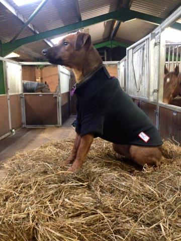 Dog Jumper Fleece Turquoise Uk Dog Jumper Fleece Turquoise Uk